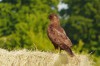 Mäusebussard, Hamm, 10.06.2015, Foto: H. Regenstein