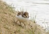 juv. Flussregenpfeifer südl. Rhynerns, 08.07.2015, Foto: A. Langer