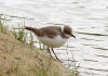 juv. Flussregenpfeifer südl. Rhynerns, 08.07.2015, Foto: A. Langer