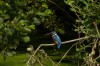 Eisvogel, Hamm Werries, 22.07.2015, Foto: H. Regenstein