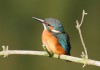 derselbe Eisvogel im Radbodseegebiet, 07.08.15, Foto: A. Langer