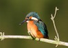 juv. Eisvogel im Radbodseegebiet, 07.08.15, Foto: A. Langer