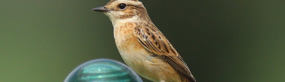 Braunkehlchen (juv), Wambeln, 30.08.2015, Foto: A. Langer