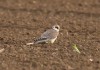 Rotfußfalke (juv.), Hemmerde, 05.09.2015, Foto: A. Langer