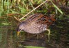 ... ein juv. Tüpfelsumpfhuhn nach Nahrung. 21.09.2015, Fotos: A. Langer