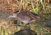 dasselbe juv. Tüpfelsumpfhuhn, LSG Lippewiesen, 21.09.15,  F.: A. Langer