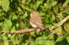 Grauschnäpper, LSG Lippewiese, 11.09.2015, Foto. N. Pitrowski