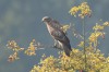 Mäusebussard, RSG, 29.09.2015, Foto: N. Pitrowski