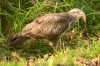 Mäusebussard, LSG Lippewiesen, 26.10.2015, Foto: N. Pitrowski