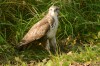 Mäusebussard, LSG Lippewiesen, 26.10.2015, Foto: N. Pitrowski