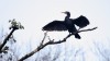 Kormoran im Kurpark Hamm, 22.11.2015, Foto: R. Biermann