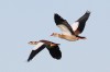 Nilgänse bei Unterallen, 23.11.15, Foto: A. Langer