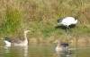 Heiliger Ibis, NSG Oberwerrieser Mersch, 31.10.15, Foto: K. Sudbrack