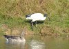 Heiliger Ibis, NSG Oberwerrieser Mersch, 31.10.15, Foto: K. Sudbrack