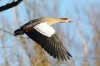 Nilgans, Oberwerrieser Mersch, 08.12.2015, Foto: N. Pitrowski