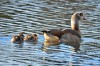 Nilgans mit pulli, Friedrich-Ebert-Park, 06.02.2016, Foto: J. Thier