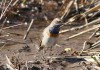 Blaukehlchen im LSG Lippewiesen, 26.03.2016, Foto: A. Langer