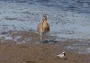 Großer  Brachvogel, Disselmersch, 14.03.2016, Foto: A. Langer