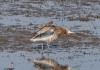 Großer Brachvogel, Disselmersch, 14.03.2016, Foto: A. Langer