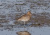 Großer Brachvogel, Disselmersch, 14.03.2016, Foto: A. Langer