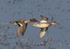 Krickenten, Disselmersch, 14.03.2016, Foto: A. Langer