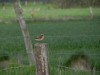 Braunkehlchen, Nordick, 22.04.2016, Foto: M. Fehn