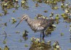 Dunkler Wasserläufer in der Disselmersch, 21.04.16, Foto: A. Langer