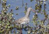 Dunkler Wasserläufer in der Disselmersch, 21.04.16, Foto: A. Langer