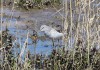 Grünschenkel erbeutet Molch, Disselmersch, 21.04.16, F.: A. Langer