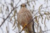 Turmfalke, NSG Tibaum, 13.04.2016, Foto: N. Pitrowski