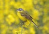 Wiesenschafstelze, Rhynern, 28.04.2016, Foto. A. Langer