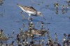 Grünschenkel u. Bruchwasserläufer, Disselmersch,06.05.2016, Foto: N. Pitrowski