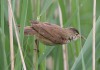 futtertragender Teichrohrsänger, Heessen, 16.06.16, Foto: A. Langer