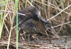 ... einen 'großen Bruder' hat, 16.06.16, Fotos: A. Langer