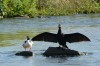 Kormoran und m Gänsesäger...