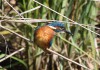 Eisvogel, Heessen, 06.07.16, Foto: A. Langer