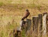 Turmfalke, Hamm, 22.07.2016, Foto: H. Regenstein