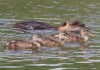 Nutria und juv. Schnatterenten, Heessen, 06.07.16, Foto: A. Langer