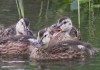 juv. Schnatterenten, Heessen, 06.07.16, Foto: A. Langer