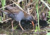 Wasserrallen, Heessen, 06.07.16, Foto: A. Langer