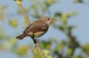 Gartengrasmücke, RSG, 24.07.2016, Foto: N. Pitrowski