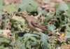 derselbe Brachpieper, Hemmerder Ostfeld, 28.08.2016, Foto: A. Langer