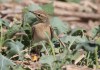 derselbe Brachpieper, Hemmerder Ostfeld, 28.08.2016, Foto: A. Langer