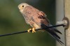 Turmfalke, RSG, 08.08.2016, Foto: N. Pitrowski