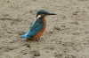 Eisvogel, Im Winkel, 08.08.2016, Foto: N. Pitrowski