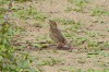 juv. Blaukehlchen, Disselmersch, 16.08.2016, Foto: N. Pitrowski