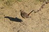 juv. Blaukehlchen, Disselmersch, 16.08.2016, Foto: N. Pitrowski