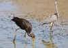 juv. Schwarzstorch, Disselmersch, 23.08.2016, Foto: A. Langer