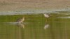 ... Dunklen Wasserläufer auf Nahrungssuche, Werries, 11.09.16, Fotos: R. Biermann