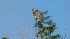 juv. Rotfussfalke, Wambeln, 06.09.2016, Foto: R. Biermann